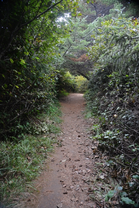 the path to Otter Point 